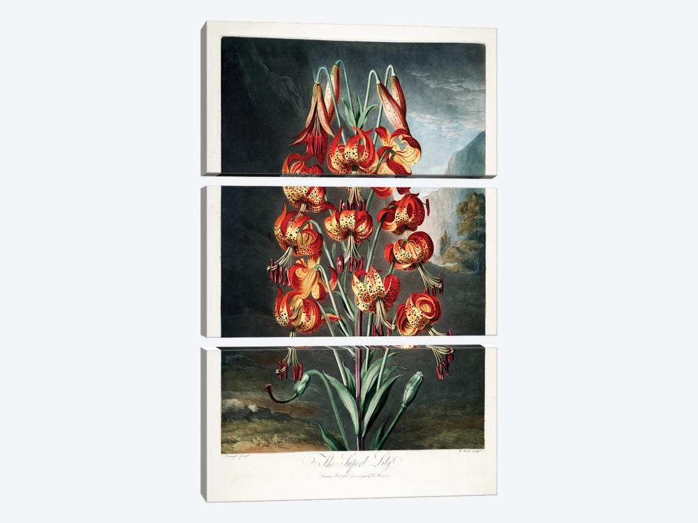 The Superb Lily by Philip Reinagle 3-piece Canvas Artwork