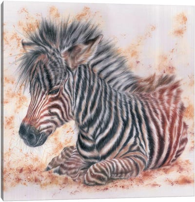 Capture Quiet Canvas Art Print - Zebra Art