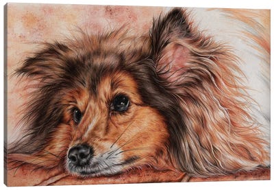 Susie Canvas Art Print - Shetland Sheepdog Art