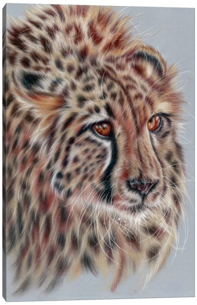 Cheetah Study Canvas Art Print - Cheetah Art