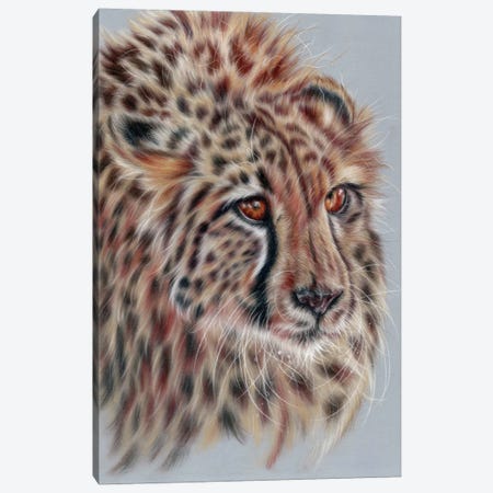 Cheetah Study Canvas Print #REL56} by Rosabelle Art Print