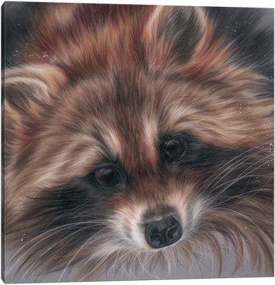 Kitty Racoon Canvas Art Print - Raccoon Art
