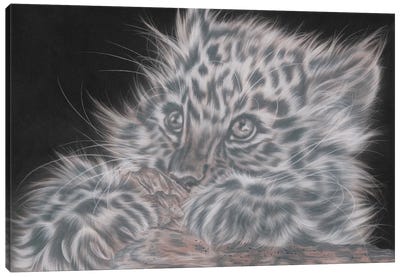Scaredy Cat Tints Canvas Art Print - Rosabelle