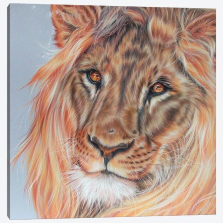 Lion Portrait Canvas Print #REL82} by Rosabelle Art Print