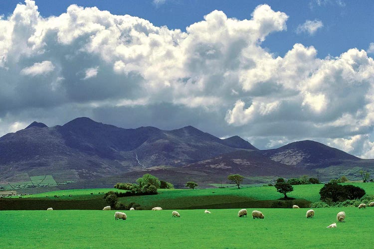 Europe, Ireland, Macgillacuddy's Reeks. Sheep Graze Happily Near Macgillacuddy's Reeks, Ring Of Kerry, Ireland.