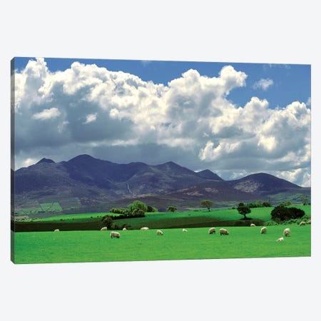 Europe, Ireland, Macgillacuddy's Reeks. Sheep Graze Happily Near Macgillacuddy's Reeks, Ring Of Kerry, Ireland. Canvas Print #RER6} by Ric Ergenbright Canvas Art