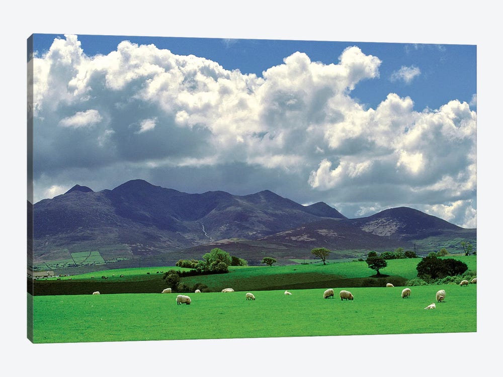 Europe, Ireland, Macgillacuddy's Reeks. Sheep Graze Happily Near Macgillacuddy's Reeks, Ring Of Kerry, Ireland. by Ric Ergenbright 1-piece Canvas Art Print