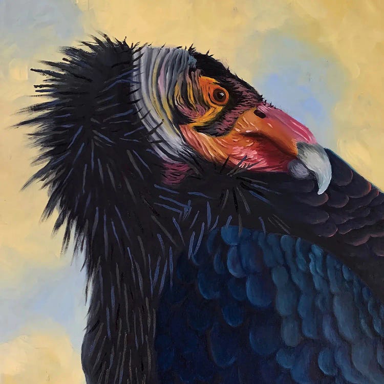 California Condor by Rebeca Fuchs wall art