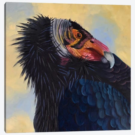 California Condor Canvas Print #RFC11} by Rebeca Fuchs Canvas Art Print