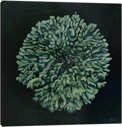 Diploicia Canescens Canvas Art Print - Mushroom Art