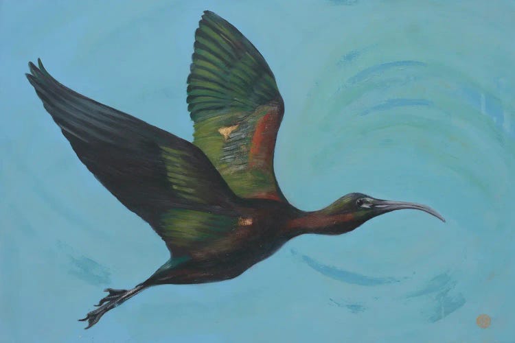 Glossy Ibis by Rebeca Fuchs wall art