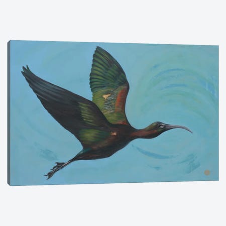 Glossy Ibis Canvas Print #RFC26} by Rebeca Fuchs Art Print