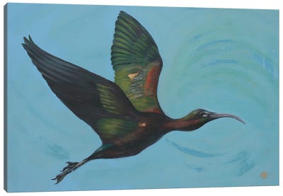 Glossy Ibis Canvas Art Print