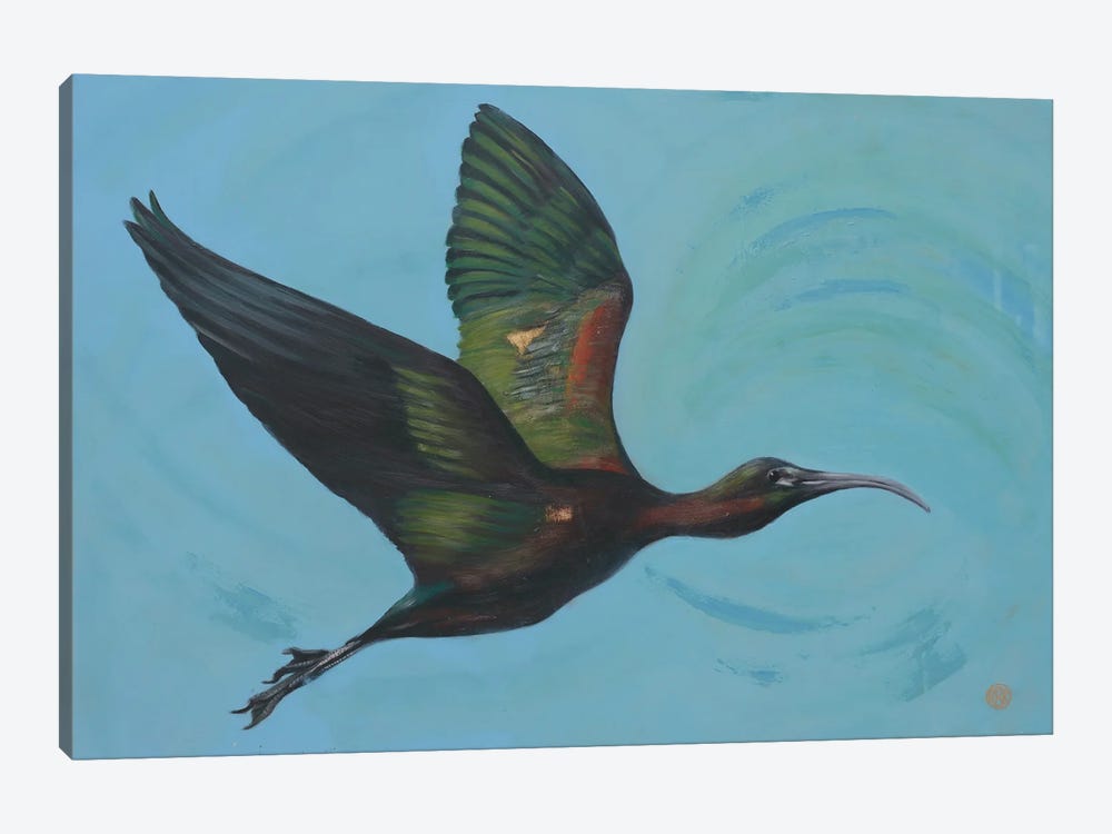 Glossy Ibis by Rebeca Fuchs 1-piece Canvas Art Print