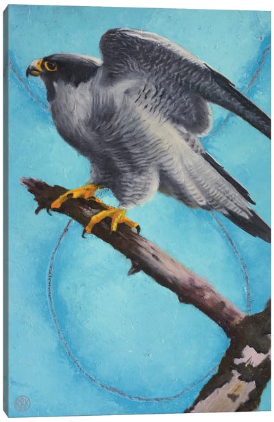 Peregrine Falcon Canvas Art Print - Rebeca Fuchs