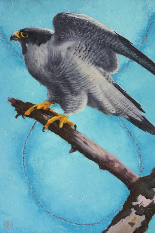 Peregrine Falcon by Rebeca Fuchs wall art