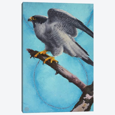 Peregrine Falcon Canvas Print #RFC42} by Rebeca Fuchs Canvas Wall Art