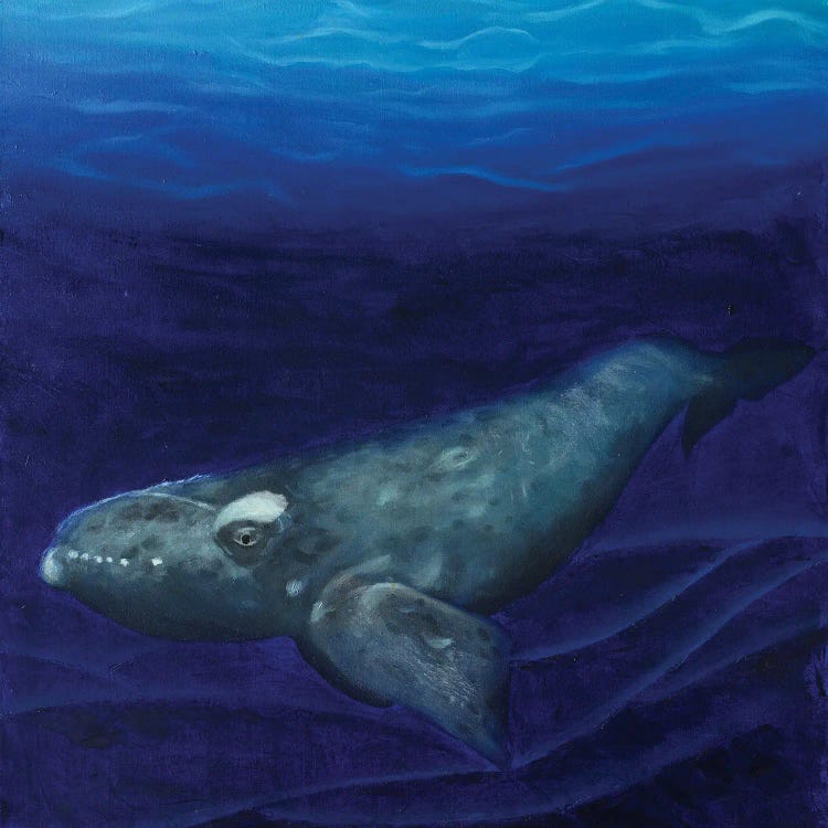 Right Whale by Rebeca Fuchs wall art