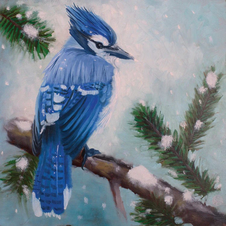 Bluejay Study