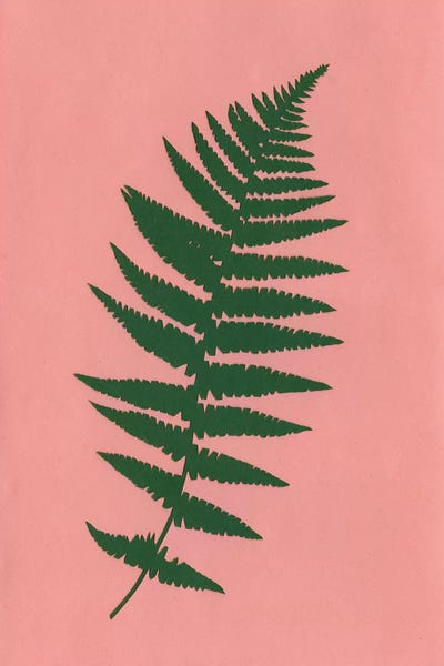 Ferns: Fern by Rosi Feist