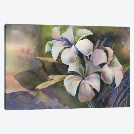 Plumeria Canvas Print #RFX56} by Ryan Fox Art Print