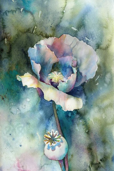 Poppy by Ryan Fox canvas print