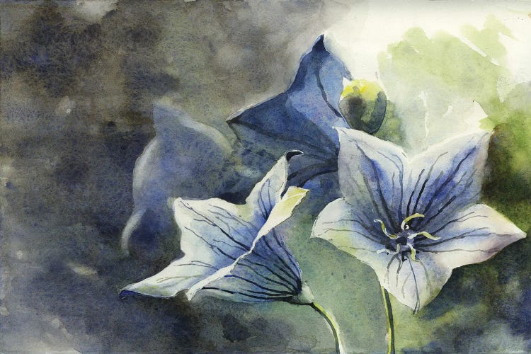 Blue Balloon Flowers