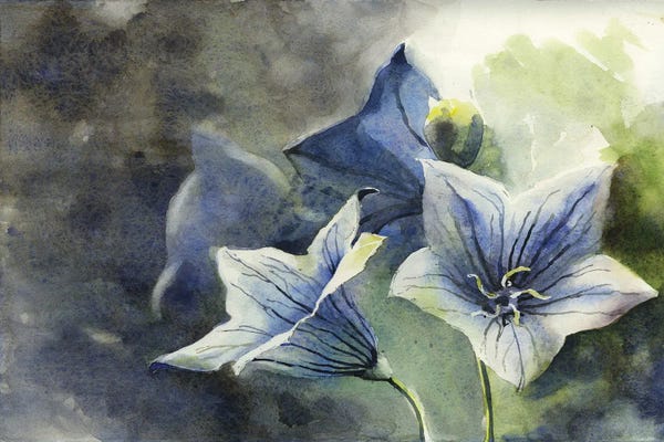 Ryan Fox: Blue Balloon Flowers by Ryan Fox