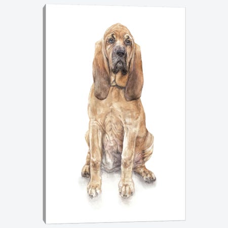 Bloodhound Canvas Print #RGF100} by Wandering Laur Canvas Wall Art