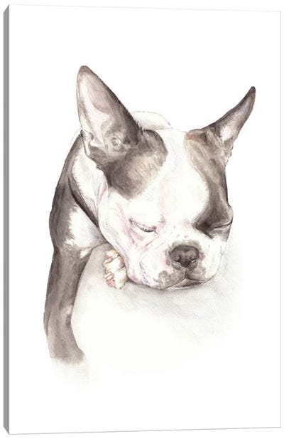 Boston Terrier Sleeping Canvas Art Print - Sleeping & Napping Art