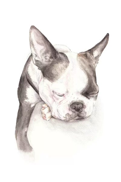 Sleeping & Napping: Boston Terrier Sleeping by Wandering Laur