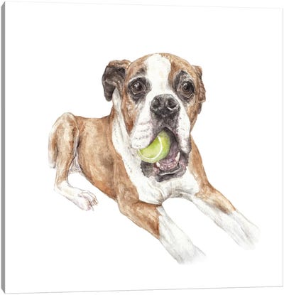 Boxer & Tennis Ball Canvas Art Print - Boxer Art