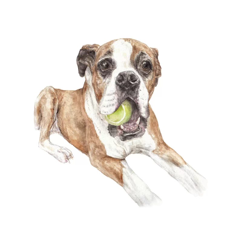 Boxer & Tennis Ball