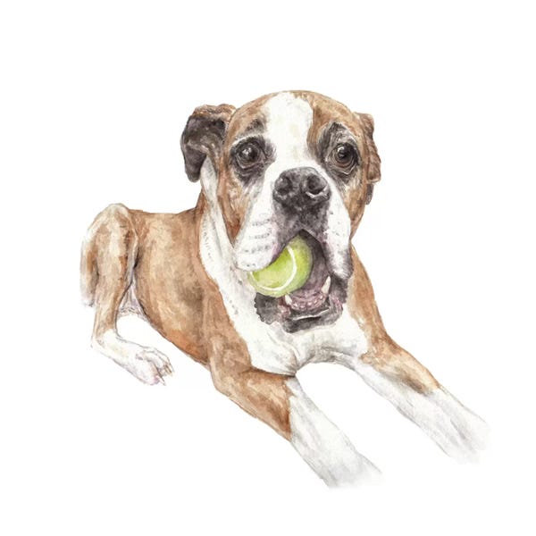 Boxers: Boxer & Tennis Ball by Wandering Laur