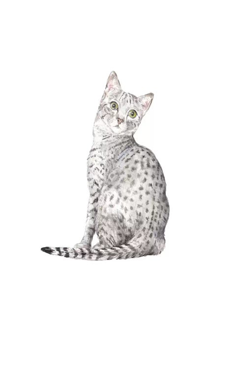 Egyptian Mau