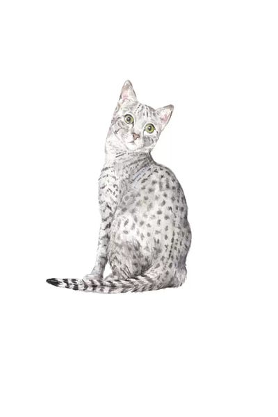 Wandering Laur: Egyptian Mau by Wandering Laur