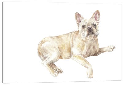 Frenchie Lying Down Canvas Art Print - French Bulldog Art