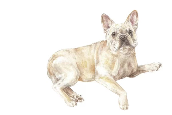 French Bulldogs: Frenchie Lying Down by Wandering Laur