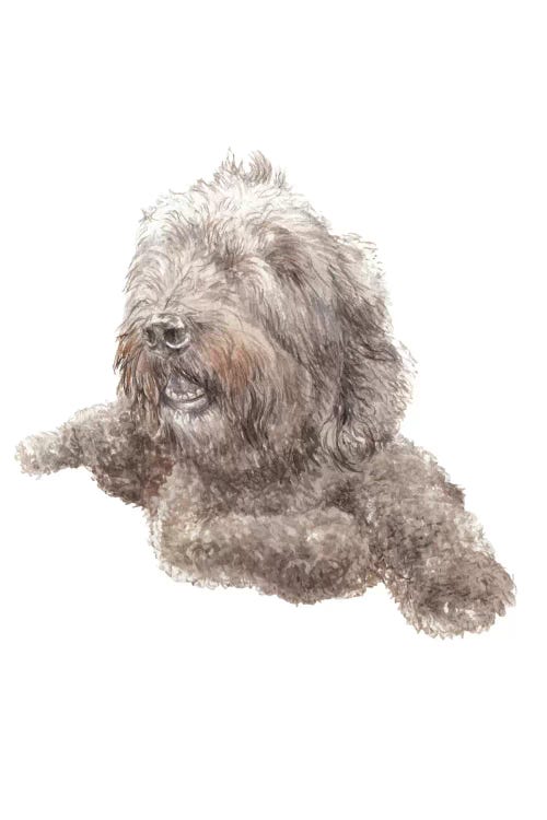 Labradoodle by Wandering Laur wall art
