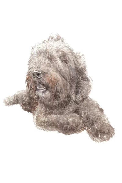 Mutts: Labradoodle by Wandering Laur