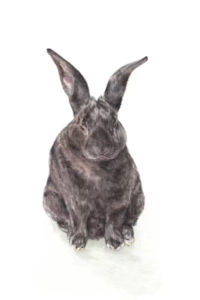 Wandering Laur: Black Rabbit by Wandering Laur