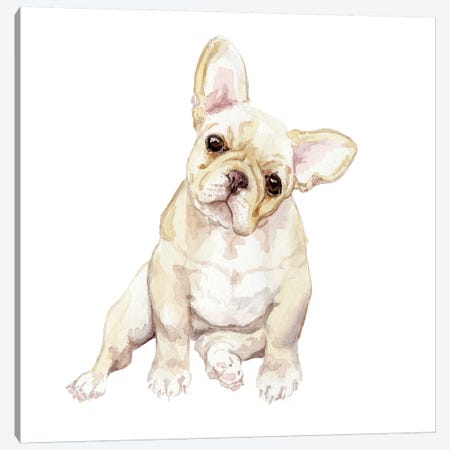 Blonde French Bulldog Canvas Print #RGF11} by Wandering Laur Canvas Art Print