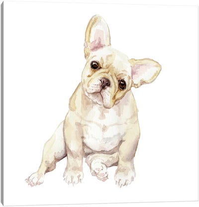 Blonde French Bulldog Canvas Art Print - Wandering Laur