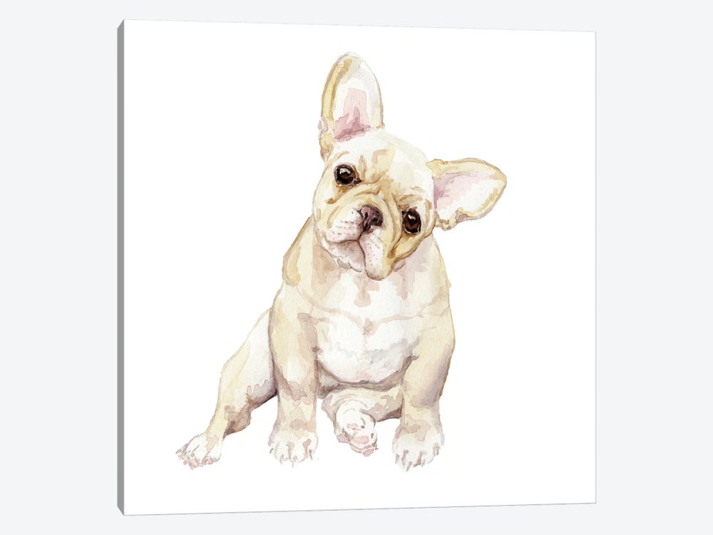 Blonde French Bulldog by Wandering Laur 1-piece Canvas Art Print