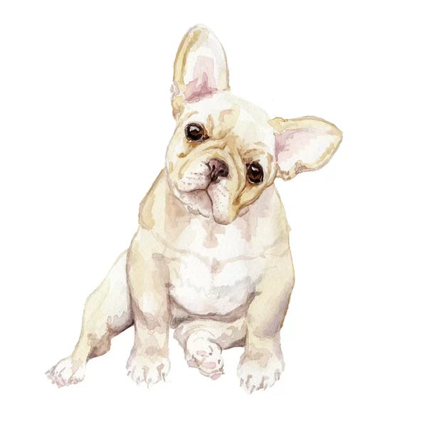 French Bulldogs: Blonde French Bulldog by Wandering Laur
