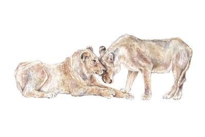 Lions by Wandering Laur framed wall art