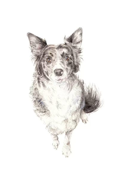 Border Collie by Wandering Laur framed wall art