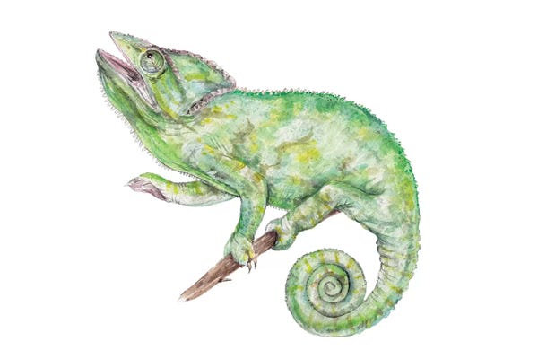 Wandering Laur: Chameleon by Wandering Laur