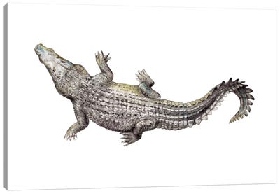 Croc Canvas Art Print - Crocodile & Alligator Art