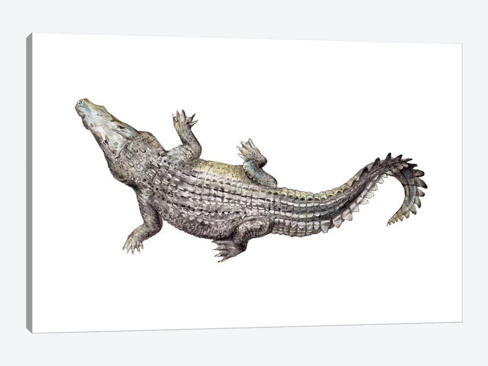 Croc by Wandering Laur 1-piece Canvas Art Print